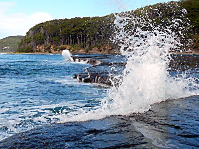 Classic meets Jazz - spritzige Musik! (Australia, Murramarang National Park)