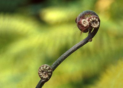 Farn, der sich aufrollt - Cello-Schnecke